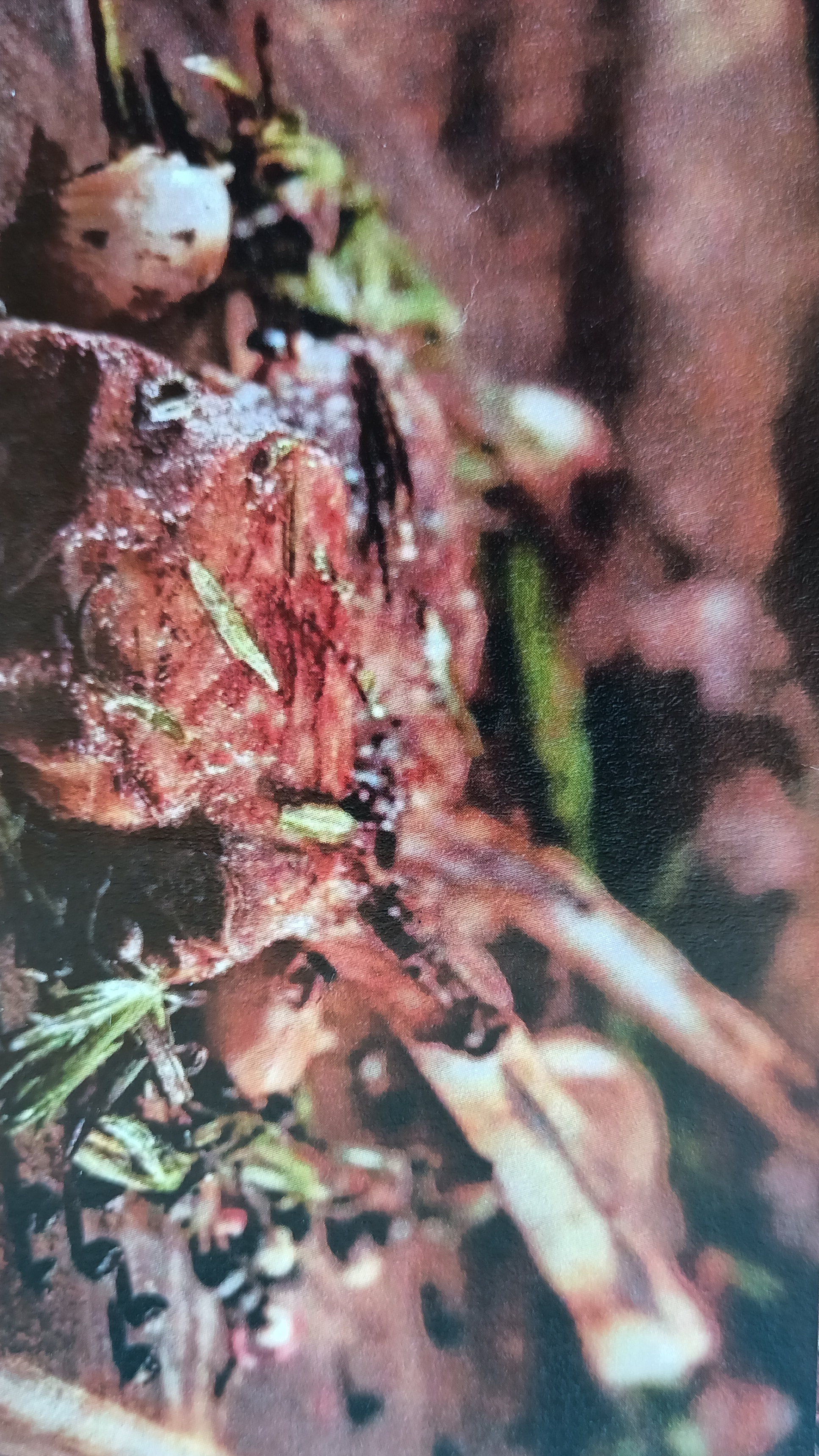 Kuzu Pirzola / Lamp Chops