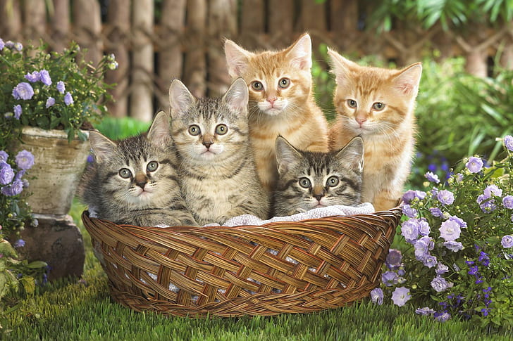 Kedi
