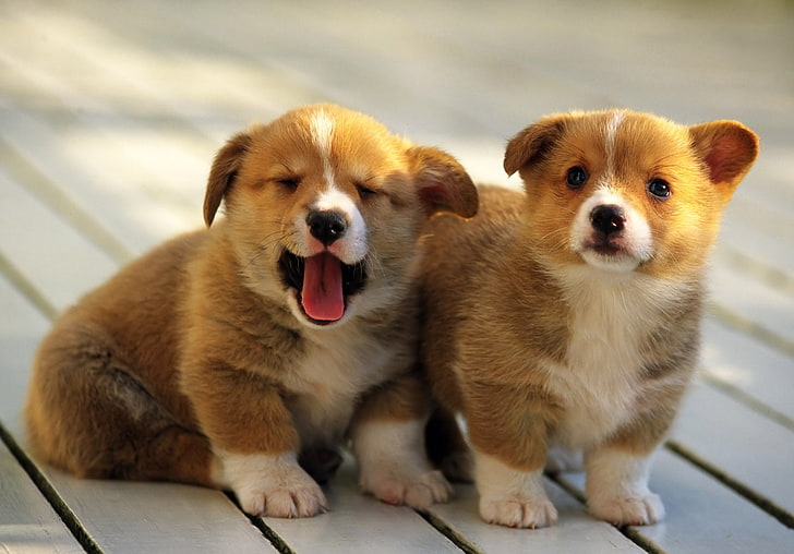Köpek