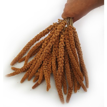 Kızıl Dal Darı 1 kg