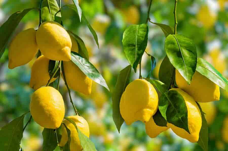 LİMON - LEMON