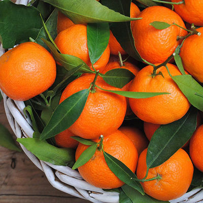 SATRUMA MANDALİNA - SATSUMA MANDARIN