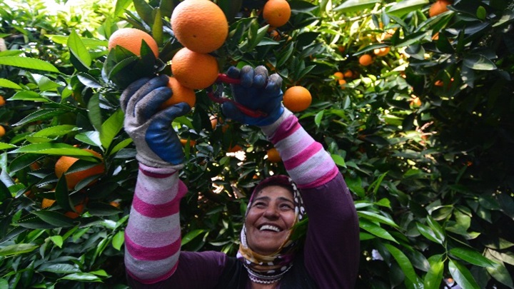 PORTAKAL - ORANGE
