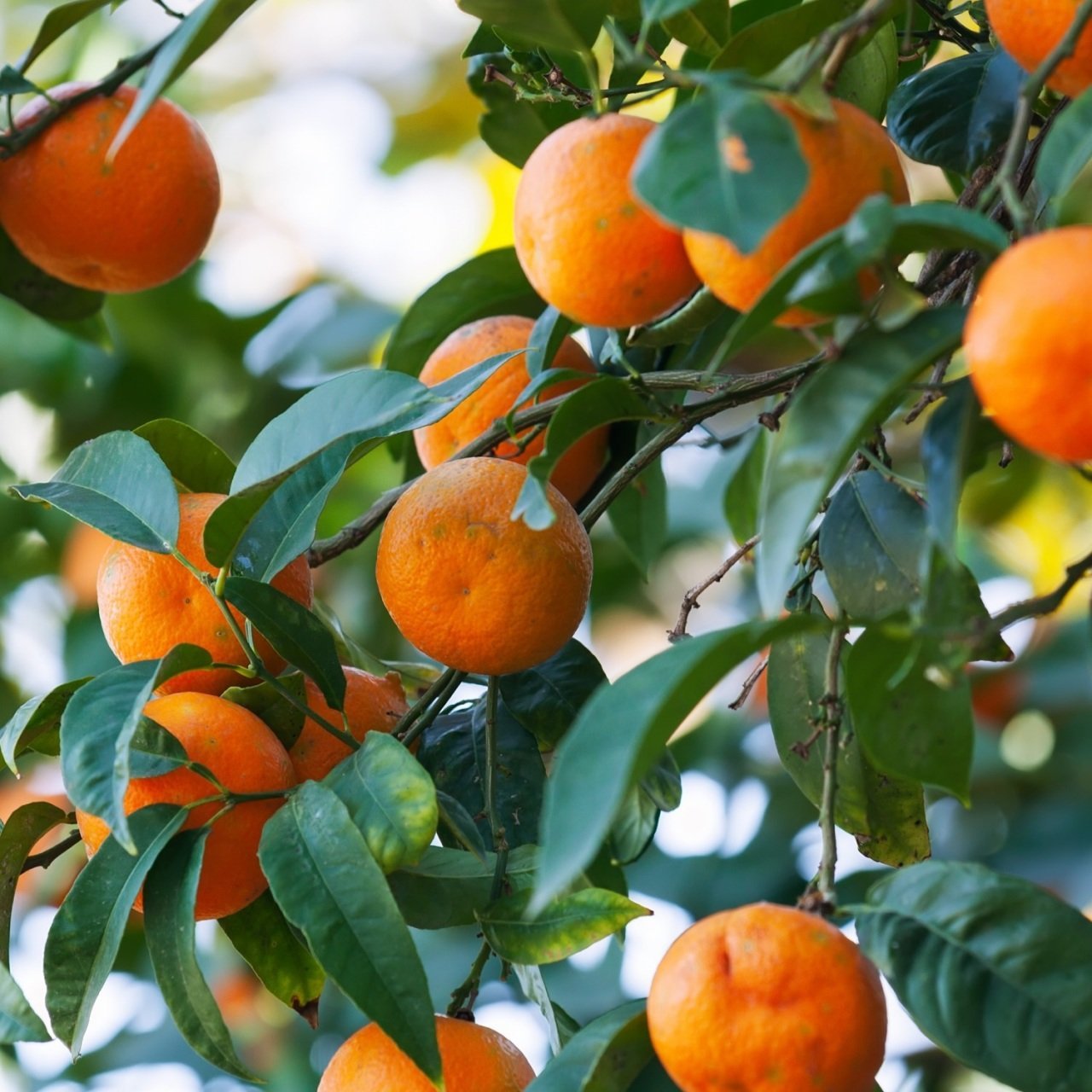 W.MURCOTT MANDALİNA - W.MURCOTT MANDARIN