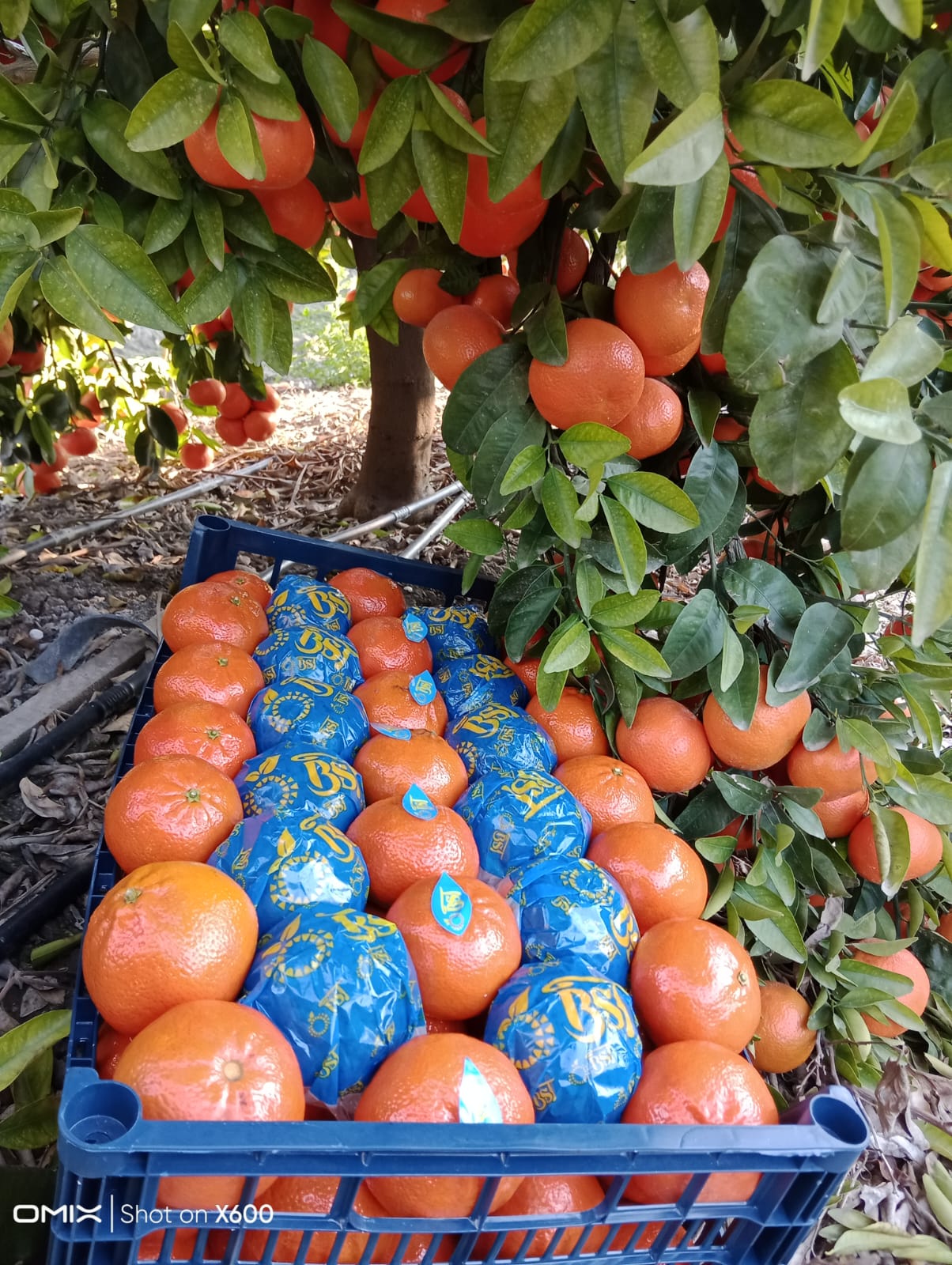 MANDALİNA - MANDARIN