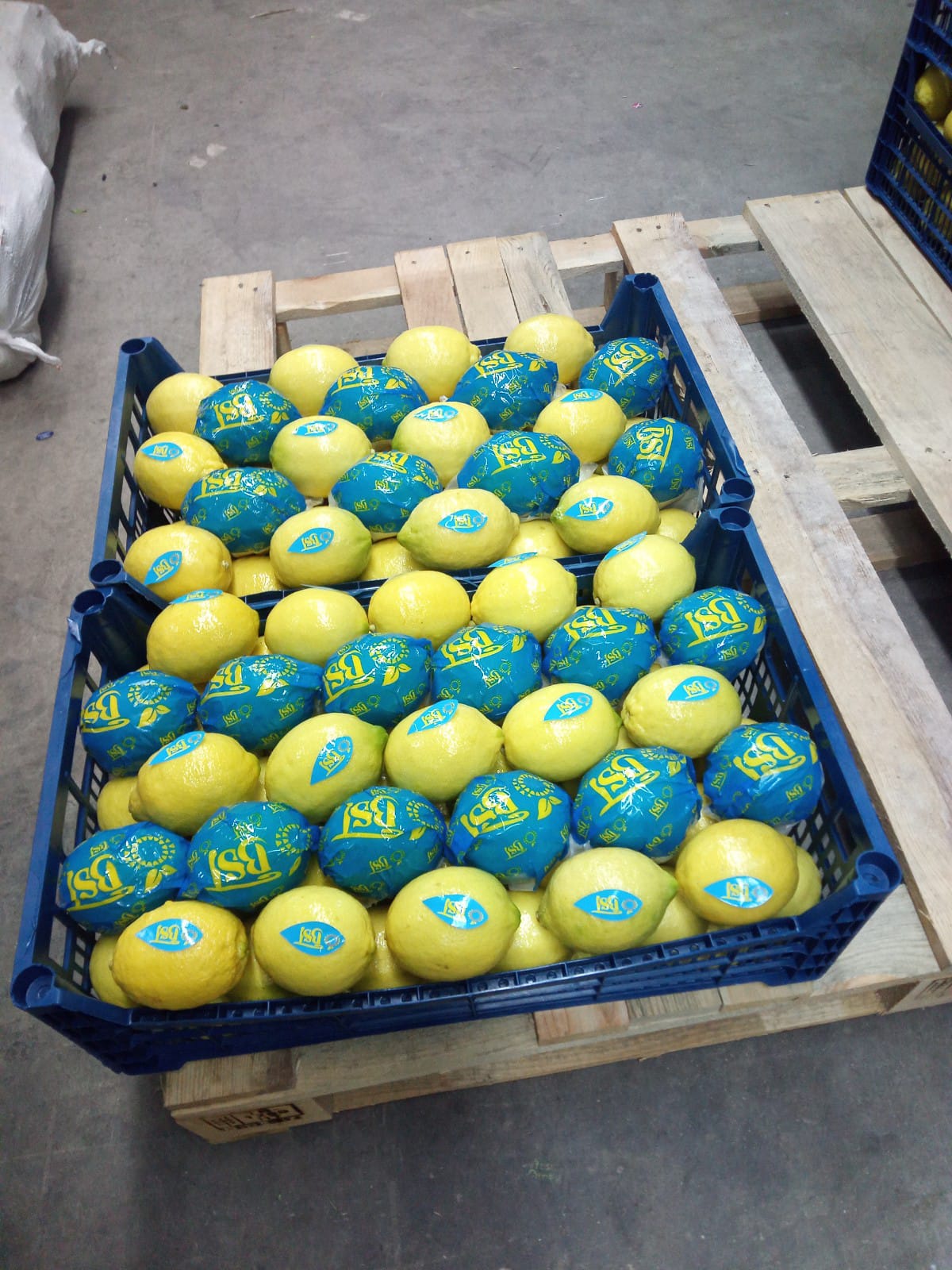 LİMON - LEMON