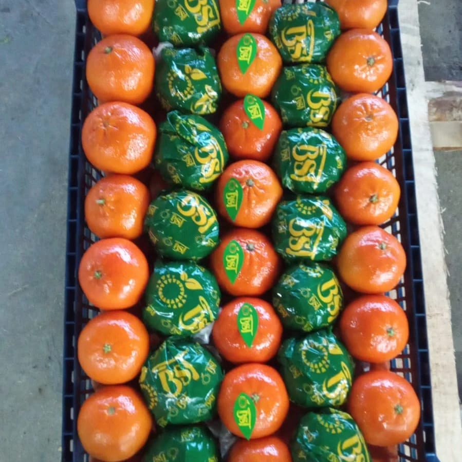 MANDALİNA - MANDARIN
