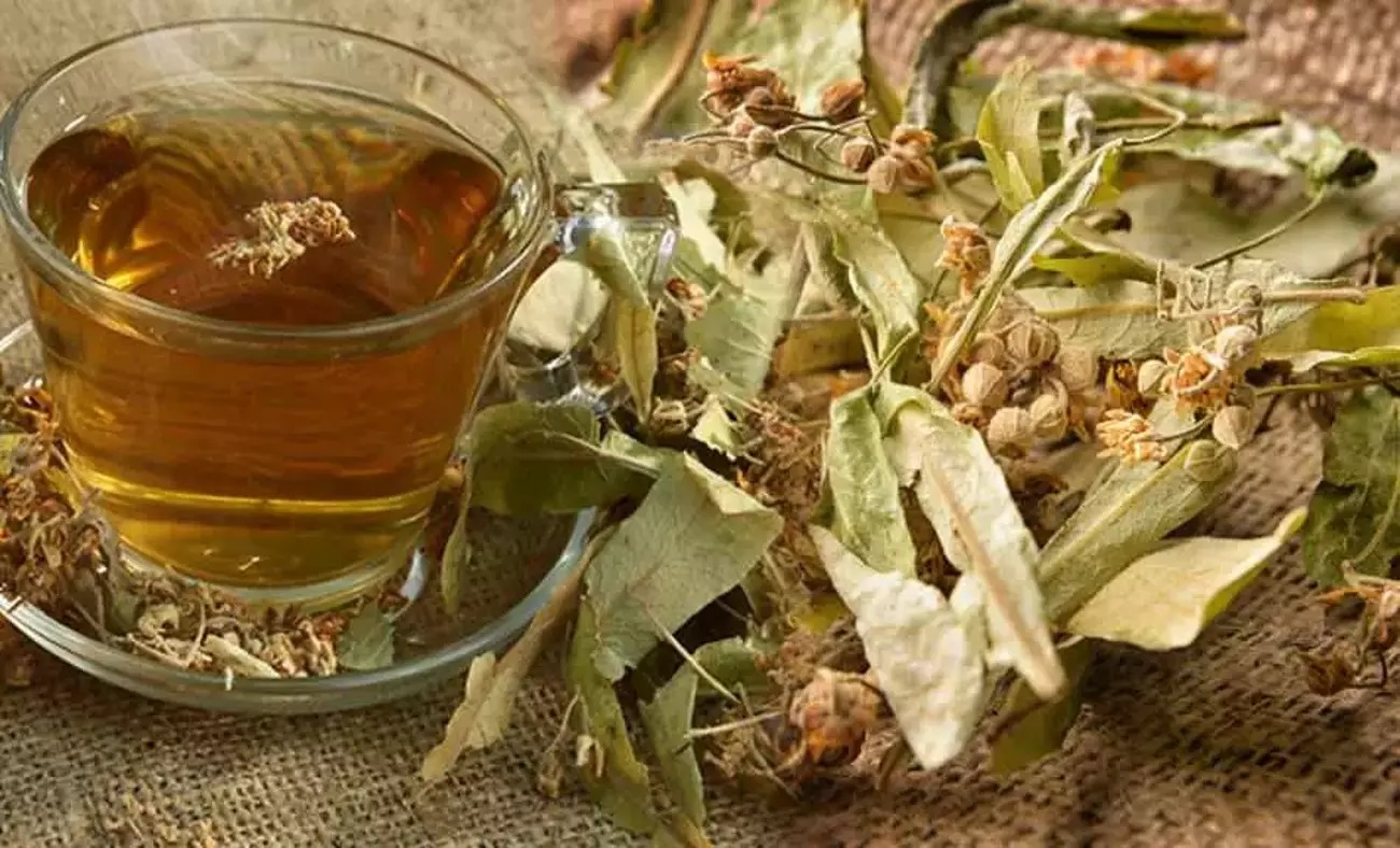 French press-brewed linden tea