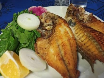 Gilthead seabream