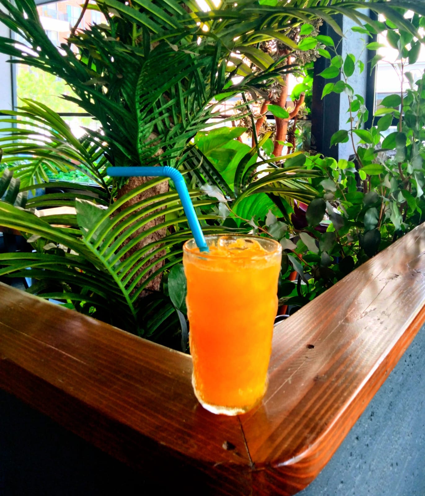 Freshly Squeezed Orange Juice