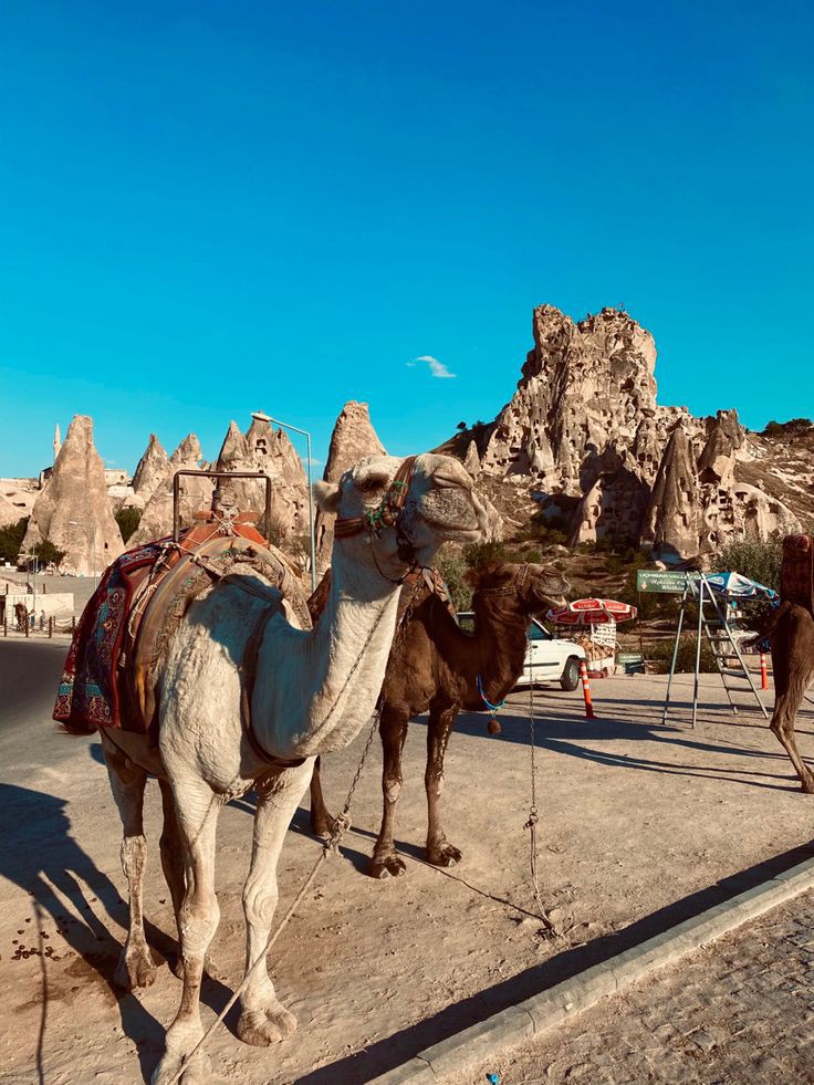 Deve Turu/Camel Tour