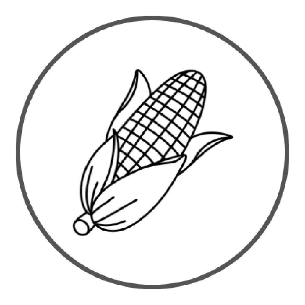 Mısır