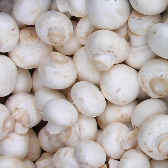 Mantarlı