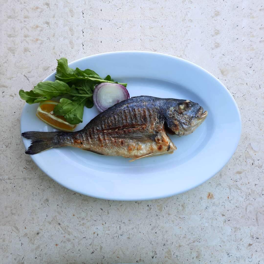 Gilthead seabream